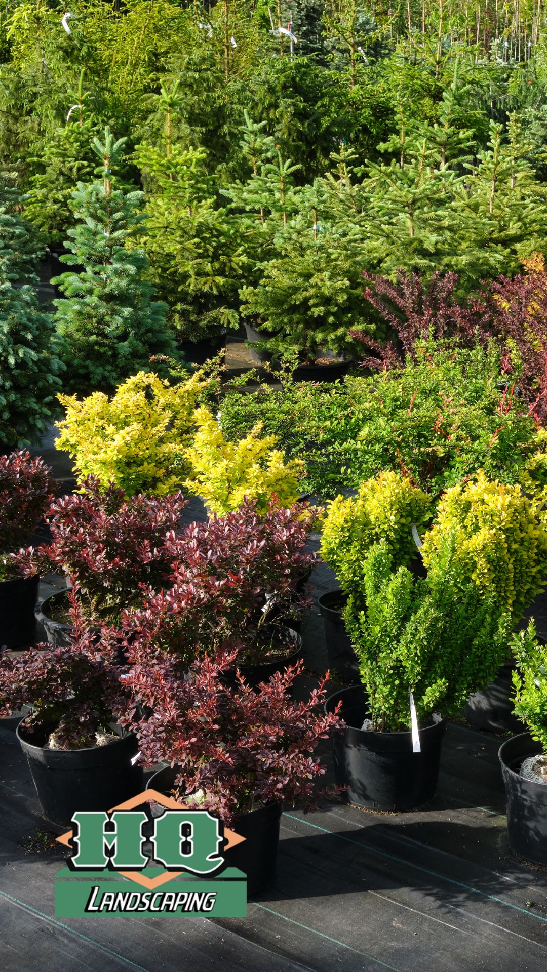 Shrub Options HQ A variety of vibrant shrubs and evergreen trees in pots at a nursery, showcasing HQ Landscaping's diverse selection for professional shrub and bush planting services.